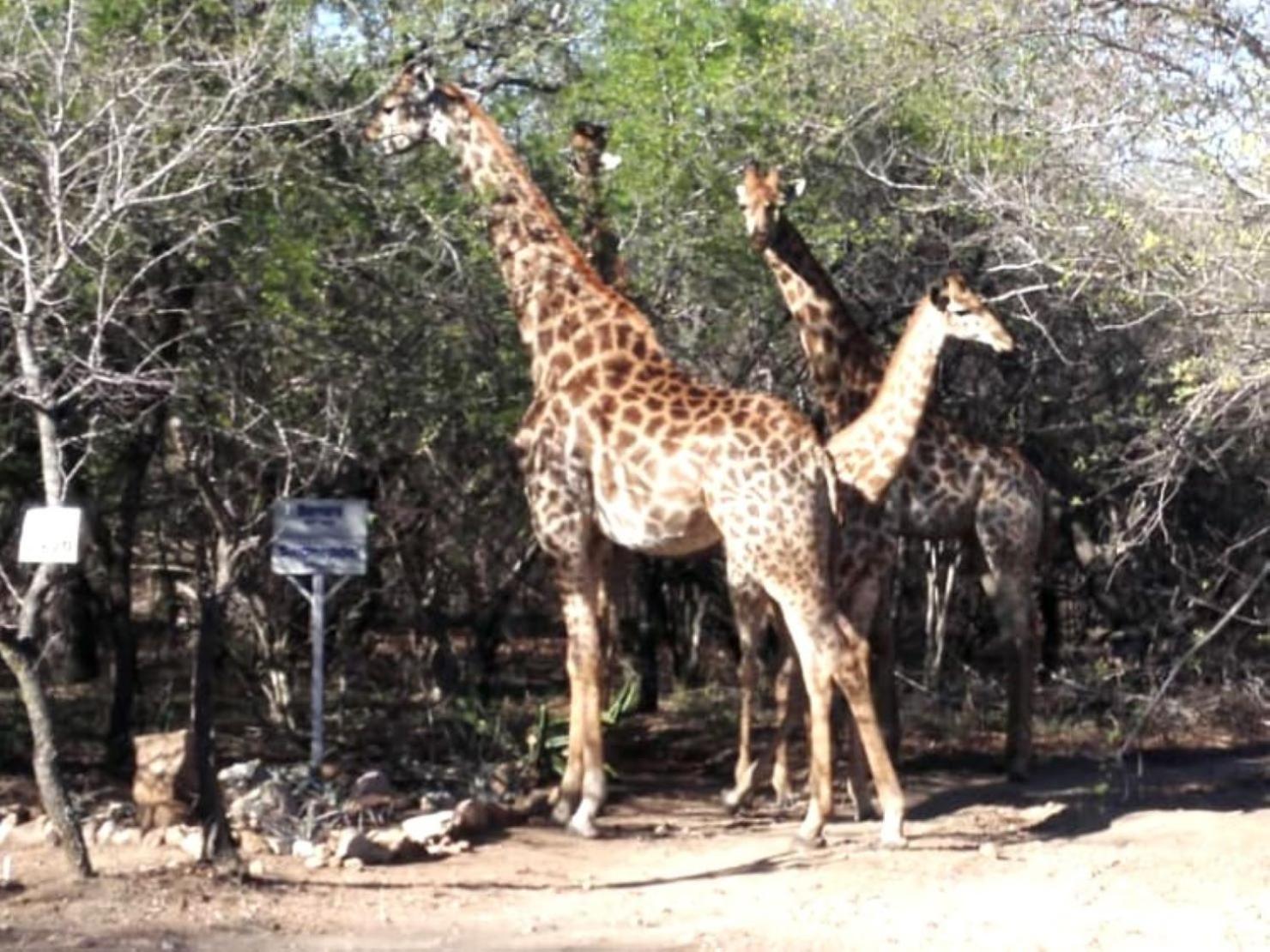 Wielewaal Bush Lodge Marloth Park Extérieur photo