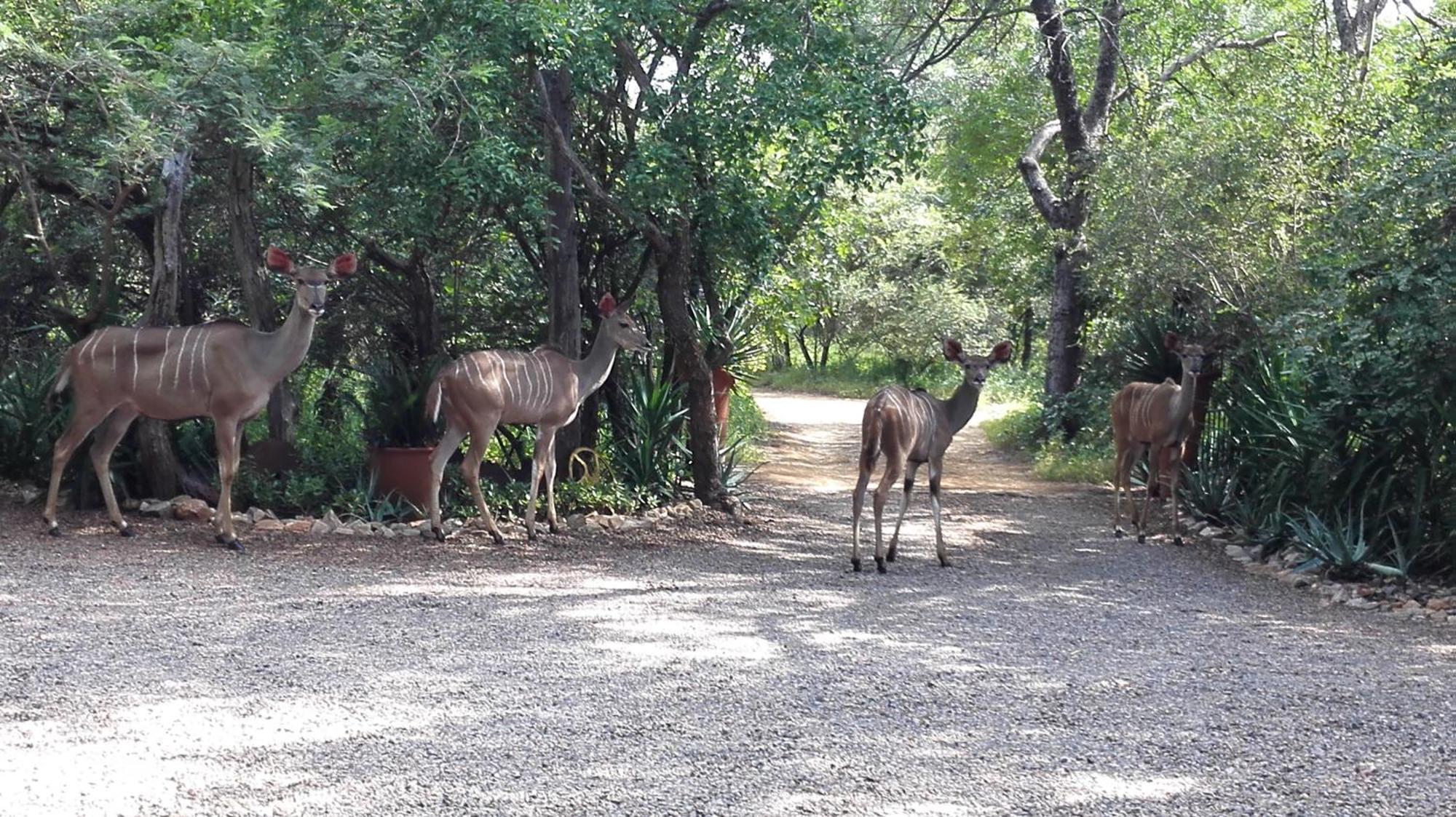Wielewaal Bush Lodge Marloth Park Extérieur photo